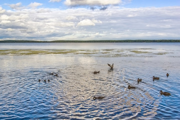 Picturesque landscape with ducks on the lake