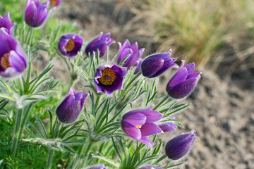 Pulsatilla vulgaris, pasque flower, pasqueflower or European pasqueflower