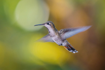 The Ruby-topaz Hummingbird, Chrysolampis mosquitus is flying in nice green background, Trinidad and Tobago..