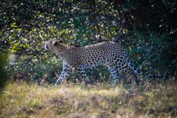 The Sri Lankan leopard, Panthera pardus kotiya is relaxing under bush in the shadow