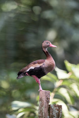 Dendrocygna autumnalis discolor, Black-bellied whistling duck The bird is perched on the branch in nice wildlife natural environment of Trinida and Tobago..