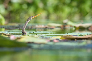 Anhinga anhinga, Anhinga The bird is swimming in the water, there is aquatic vegetation around...