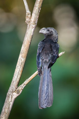 Crotophaga ani or Smooth-billed ani The bird is perched on the branch nice natural environment of wildlife..