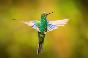 Pterophanes cyanopterus, Great sapphirewing The Hummingbird is hovering and drinking the nectar from the beautiful flower in the rain forest. Nice colorful background...