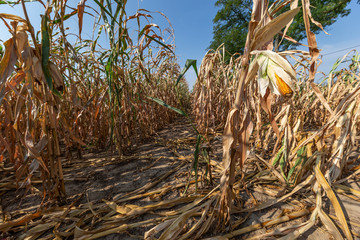 dry field of corn