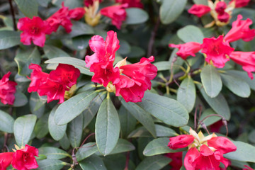 Flowering bushes with red rhododendron flowers in spring garden