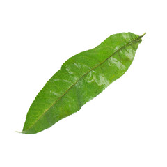 Fototapeta na wymiar fresh green leaf peach isolated on white background