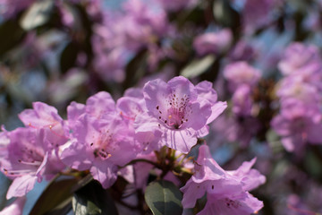 White and pink Rhododendron mucronulatum flowers in spring garden
