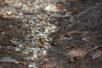 Glass Litter