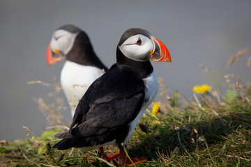 Iceland bird Puffin close up