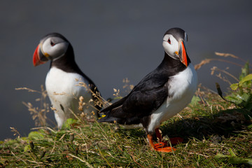 Iceland bird Puffin close up
