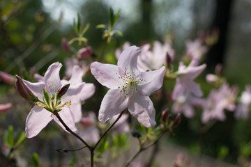Fototapeta na wymiar White and pink Rhododendron schlippenbachii flowers in spring garden