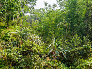 Forest landscape between Luoping and Duoyihe river in Yunnan province China.