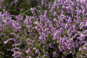 Heather flowers in bloom in Dutch province Limburg near city Venlo in august 2019. Calluna vulgaris" known as common heather, ling, or simply heather - flowering plant family Ericaceae.