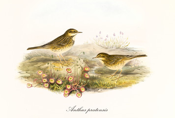 Two little cute birds outdoor on a country ground covered by vegetation. Hand colored old illustration of Meadow Pipit (Anthus pratensis). By John Gould publ. In London 1862 - 1873