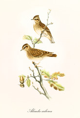 Isolated botanical graphic composition displaying two little birds on a single thin branch. Hand colored vintage illustration of Woodlark (Lullula arborea). By John Gould publ. In London 1862 - 1873