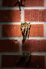 Dying Vine on a Red Brick Wall