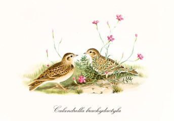Two little cute birds looking each other on a grassy ground with fuchsia flowers. Old illustration of Greater Short-Toed Lark (Calandrella brachydactyla). By John Gould publ. In London 1862 - 1873
