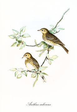 Two little cute birds getting rest on a isolated leafed thin single branch. Hand colored old illustration of Tree Pipit (Anthus trivialis). Detailed graphic by John Gould publ. In London 1862 - 1873