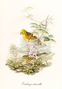 Two little cute birds getting off a branch to the ground outdoor. Detailed hand colored old illustration of Yellowhammer (Emberiza citrinella). By John Gould publ. In London 1862 - 1873