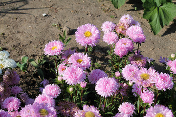 Pink flowers of China annual aster (Callistephus chinensis) in garden. General view of group of flowering plants