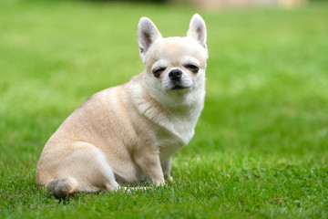 A chihuahua dog sits on the grass with its eyes closed.