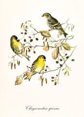 Three yellow cute little birds on a single dry leaf thin branch. Detailed hand colored old illustration of Eurasian Sisjkin (Spinus spinus). By John Gould publ. In London 1862 - 1873
