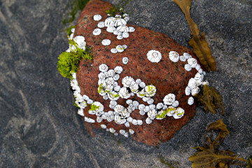 Sea shells balanus or sea acorns, trunks attached to a stone by the ocean