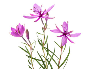 Obraz na płótnie Canvas Pink Alpine willowherb