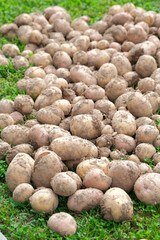 Young potatoes on the grass. A bunch of potato roots. A new harvest.  The concept of gardening.