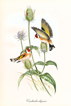 Two little cute happy birds with opened and closed wings on buds of a single thin plant. Vintage hand colored illustration of Goldfinch (Carduelis carduelis). By John Gould publ. In London 1862 - 1873
