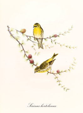 Two little yellow cute birds on a single thin pine branch, isolated over a white background. Hand colored old illustration of European Serin (Serinus serinus). By John Gould, London 1862 - 1873