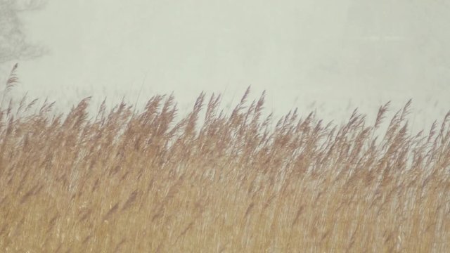 White out snow blizzard Lake shore reeds Slow motion