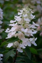 Blossoming white hydrangea in the morning garden and green background.