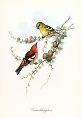 Two cute yellow and red parrots together on a thin pine branch isolated over a white background. Old illustration of White-Winged Crossbill (Loxia leucoptera). By John Gould, In London 1862 - 1873