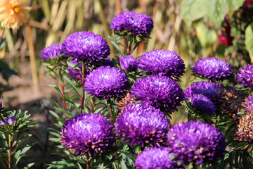Purple flowers of China annual aster (Callistephus chinensis) in garden. General view of group of...