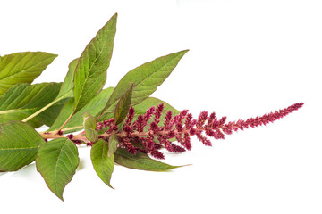  Amaranthus flower