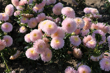 Pink flowers of China annual aster (Callistephus chinensis) in garden. General view of group of flowering plants