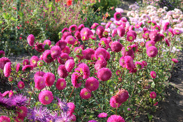 Pink flowers of China annual aster (Callistephus chinensis) in garden. General view of group of flowering plants