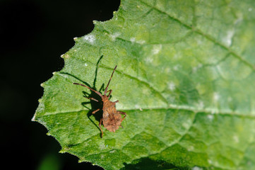 Brown Coreus marginatus on a green leaf.