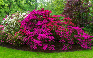 Pink, white and red blooming bushes of Azalea japonica, Rhododendron as nature background in spring...
