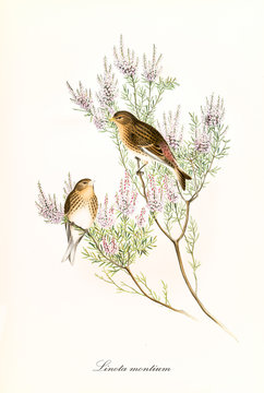 Couple of cute little birds on a thin pink flowered plant. Vintage hand colored botanical and faunistic illustration of Common Linnet (Linaria cannabina). By John Gould publ. In London 1862 - 1873