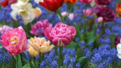 beautiful pink tulip flower on floral background of blue muscari in spring garden.