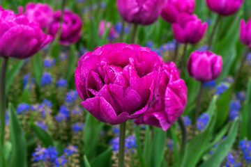 beautiful hot pink poppy like Tulip flowers in spring garden.