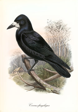 Single isolated crow in profile view posing on a dry branch outdoor. Detailed hand drawed vintage of Rook (Corvus frugilegus). By John Gould publ. In London 1862 - 1873