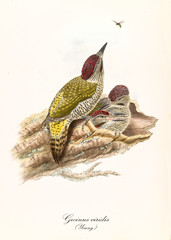 Obraz premium Isolated woodpecker aiming a insect in order to eat it. Vintage style hand colored illustration of European Green Woodpecker (Picus viridis) juvenile. By John Gould publ. In London 1862 - 1873