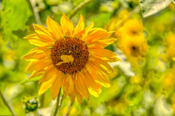 Obraz premium Wildflower and Sunflower Fields on Colorado