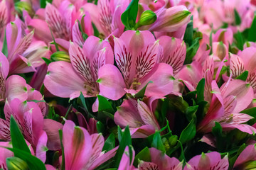 Obraz premium gentle pink alstroemeria flowers in summer garden, park. floral background