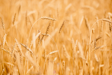 Ripe wheat develops in wind close-up sunset light