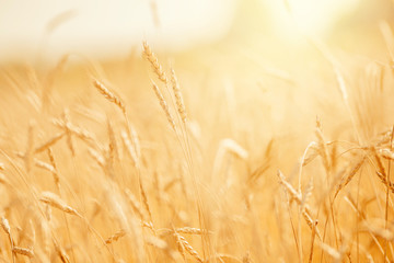 Ripe wheat field in gold color, natural sunlight background